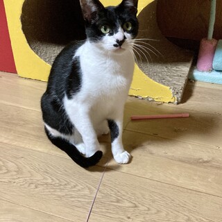 お利口さんなハチワレのノンちゃん