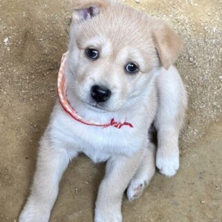 やさしい目をした４兄妹　☆プリ　メス　２ヶ月