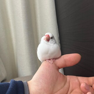 白文鳥　1歳　つきちゃん