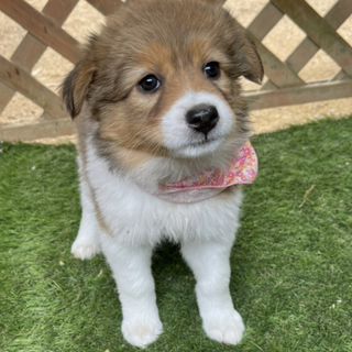 まるでぬいぐるみ　☆ハナ　メス　２ヶ月