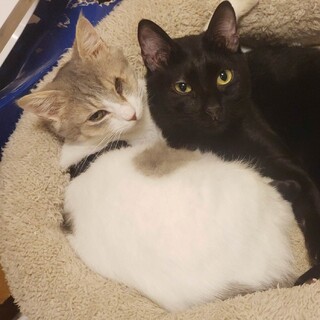 一生仔猫のような可愛さ、白サバ白のいーち君！