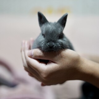 うさぎさんの里親募集！！