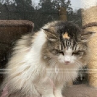 小鹿野町のダリアちゃん