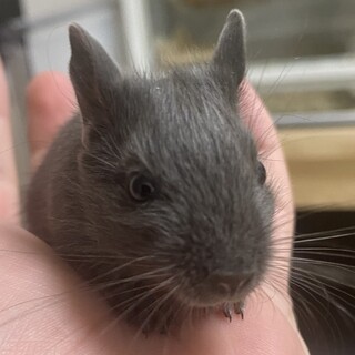 3/24産　ヴァイオレットデグー男の子