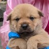子犬ちゃんの家族を探しています サムネイル2