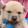 子犬ちゃんの家族を探しています サムネイル3