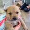 子犬ちゃんの家族を探しています サムネイル5
