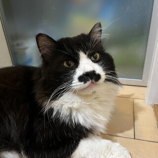 エイズキャリアだけど甘えん坊の白黒ハチワレ長毛猫