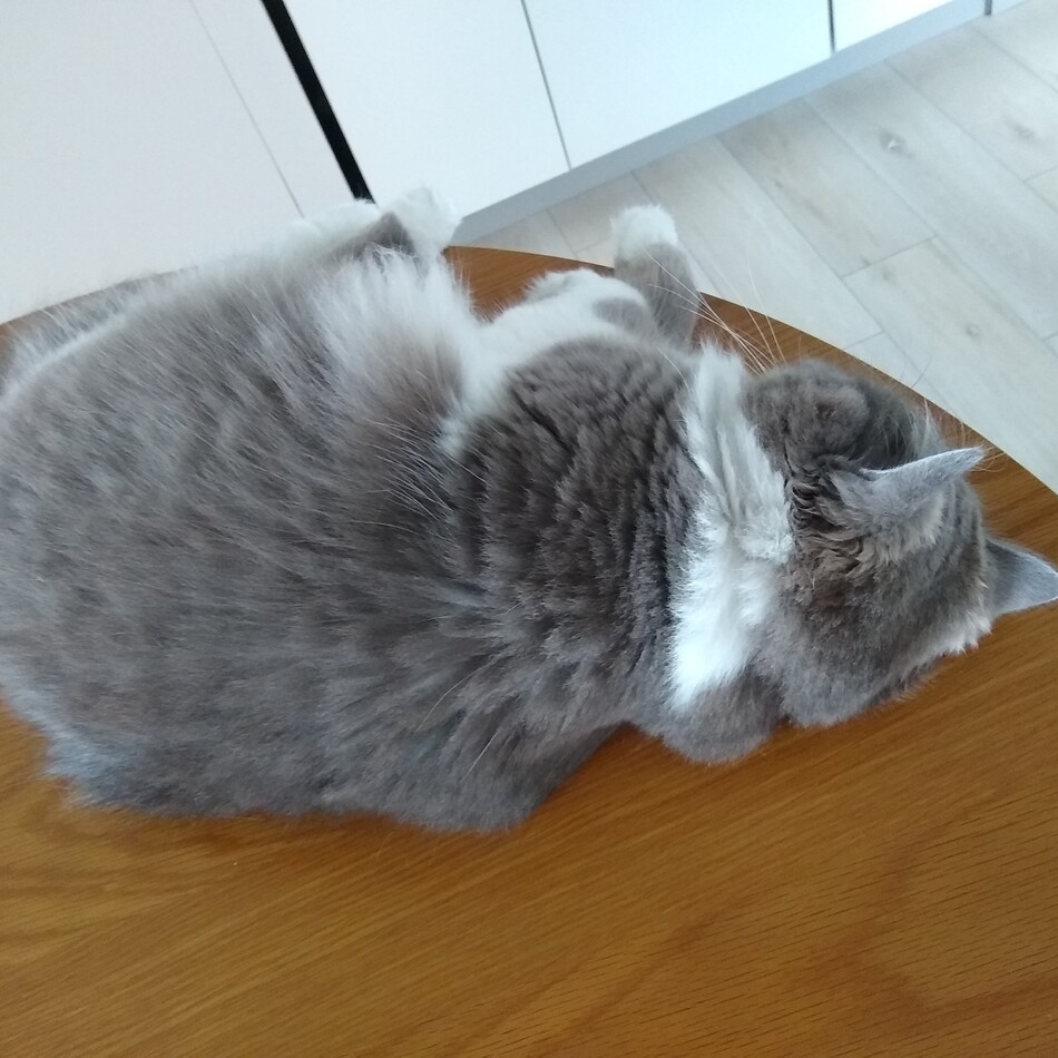 くまのカバー写真