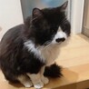 エイズキャリアだけど甘えん坊の白黒ハチワレ長毛猫 サムネイル2