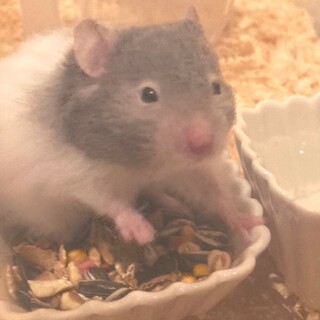 カラーハムスターの長毛 男の子です！