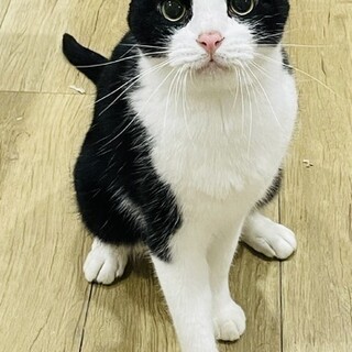 【4/23東日本橋】大きな猫さんは好き？はっちくん