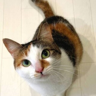 【4/23東日本橋】慎重なお姉さん♥️美らちゃん