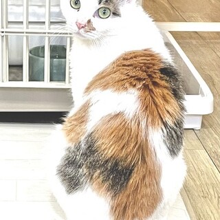 【4/23東日本橋】甘えん坊の妹♥️さんごちゃん