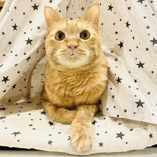 【4/23東日本橋】大食い王に俺はなる なるとくん