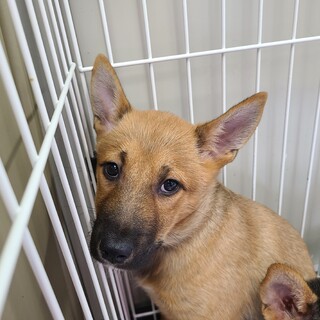 この子を助けてください。