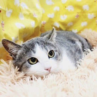  【4/23東日本橋】美人な大人猫 なでしこちゃん