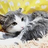  【4/23東日本橋】美人な大人猫 なでしこちゃん サムネイル2