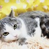  【4/23東日本橋】美人な大人猫 なでしこちゃん サムネイル4