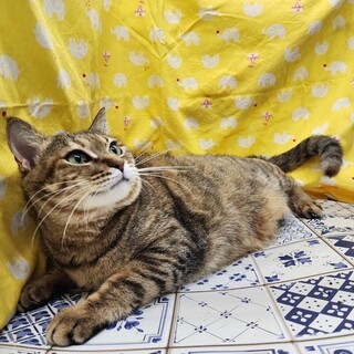 【4/23東日本橋】穏やかな女の子♥️あおばちゃん