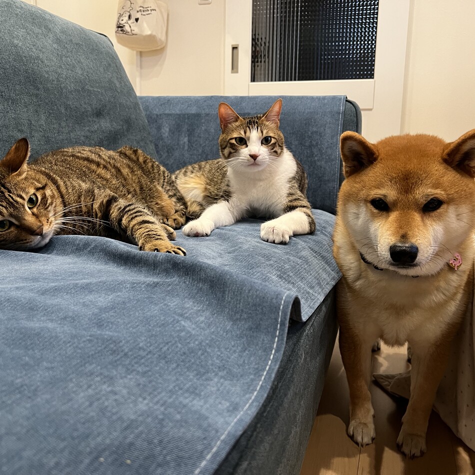 日下聖（猫3匹と同居）のカバー写真