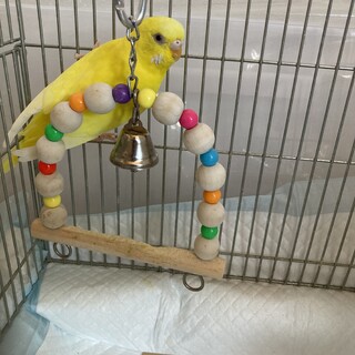 【手乗りセキセイインコ】里親募集