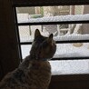 初雪を眺める。