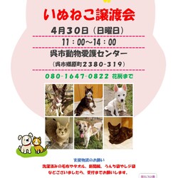 いぬねこ譲渡会