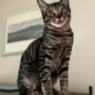 ずっとのおうち募集中！　バード君!