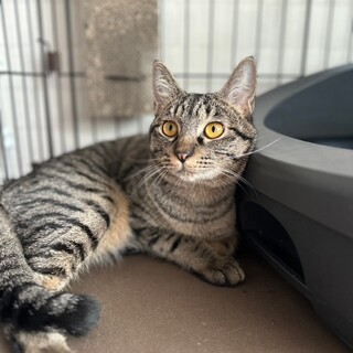 元気な男の子　シンバ君！