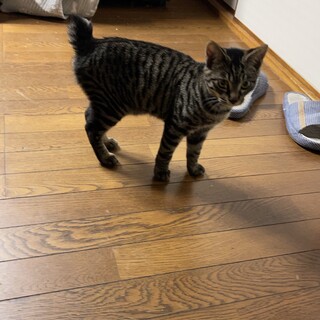 キジトラ　オス 