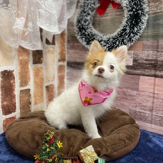 パーティーポメラニアン　メス　1歳9か月　里親募集
