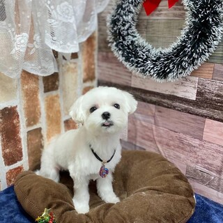 ホワイトのマルチーズ　オス　2歳4か月　親募集