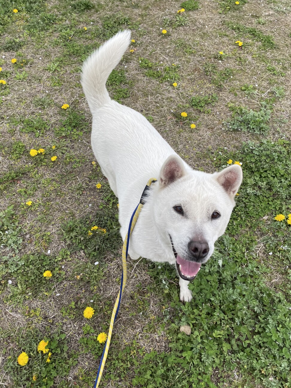 ！トライアル決定！紀州犬キッシュちゃん サムネイル2