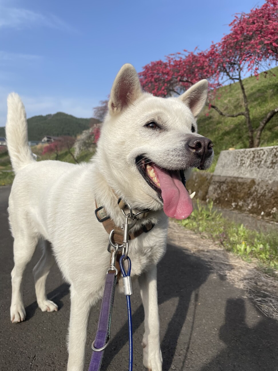 ！トライアル決定！紀州犬キッシュちゃん サムネイル3