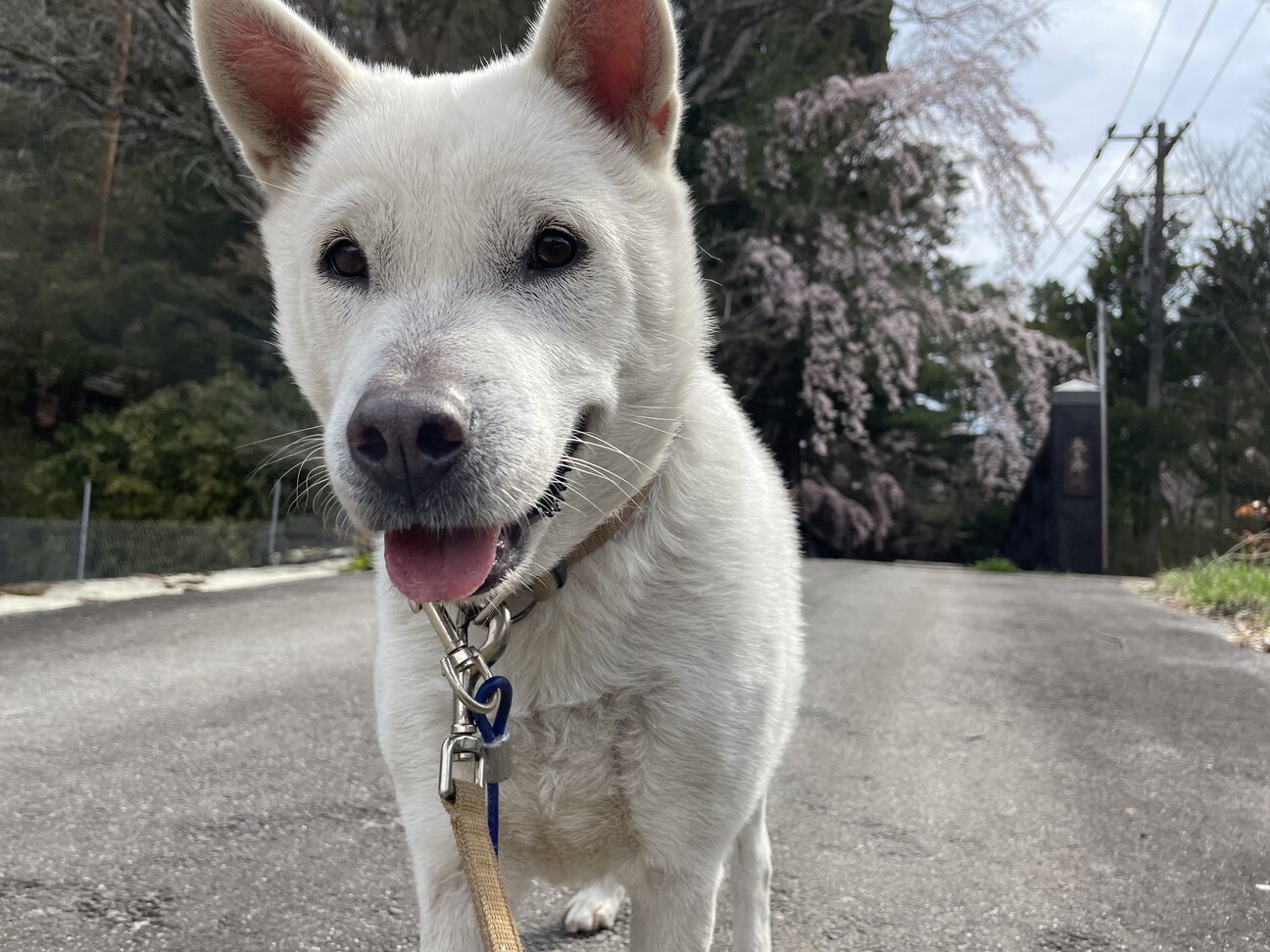 ！トライアル決定！紀州犬キッシュちゃん サムネイル4