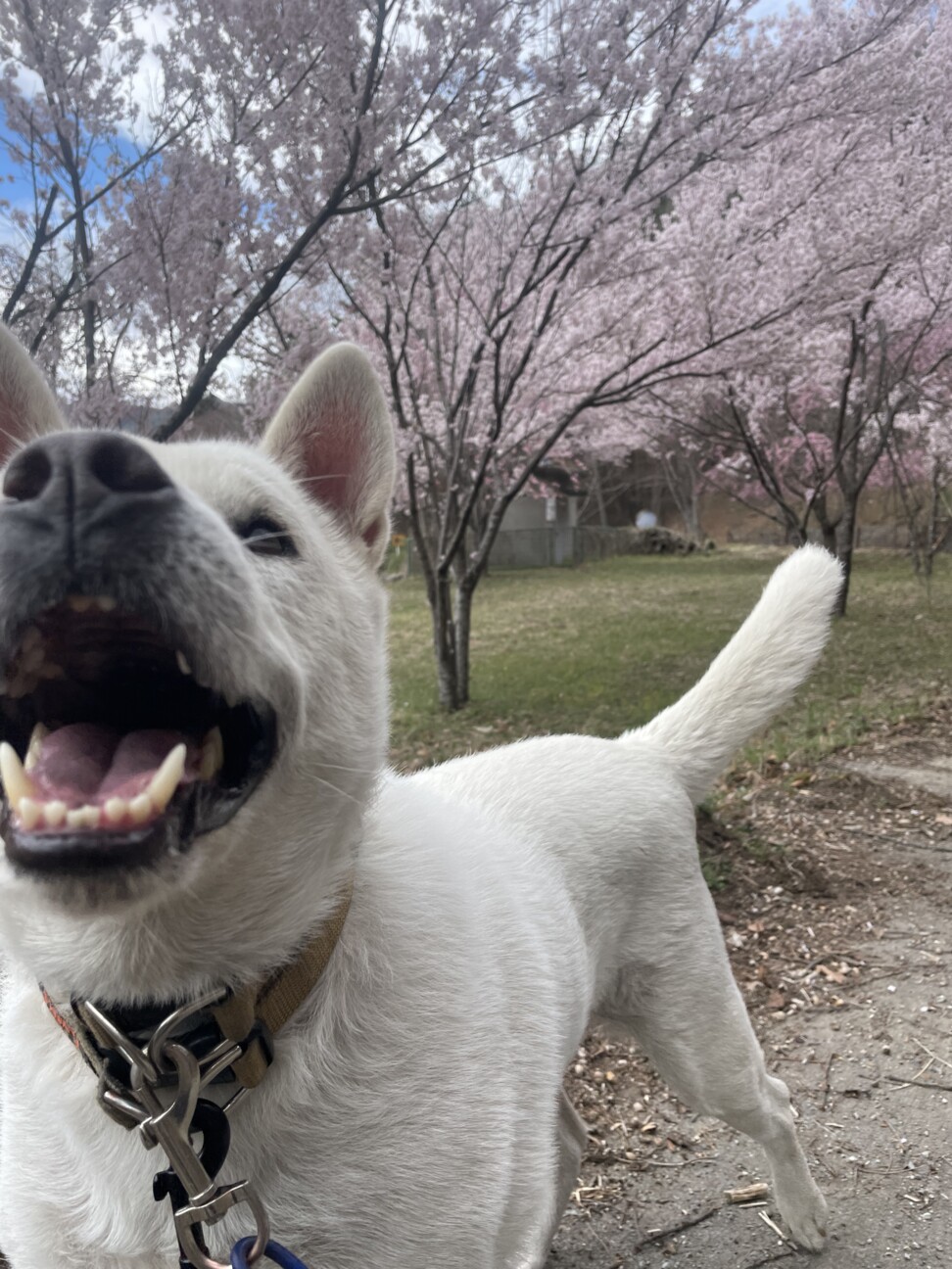 ！トライアル決定！紀州犬キッシュちゃん サムネイル5