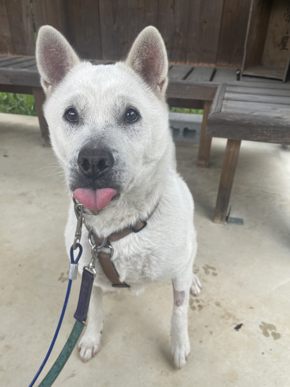 ！トライアル決定！紀州犬キッシュちゃん サムネイル6