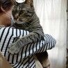 抱っこ大好きシェルター猫をお迎えください！