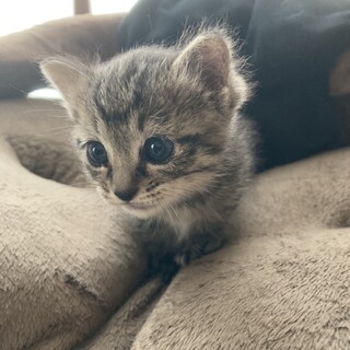 キジトラ　女の子　里親募集