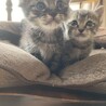 キジトラ　女の子　里親募集 サムネイル2