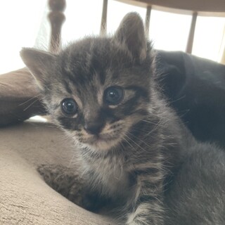 キジトラ　男の子　里親募集中