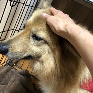 現在、人との生活学習中、怖がりな男の子ソルト