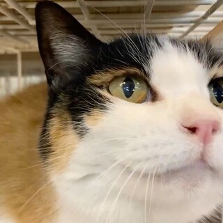 【里親募集】なつみ♀ 推定12歳 