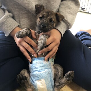 ブリンドル王子ずっとのおうち@神奈川県【県外可】