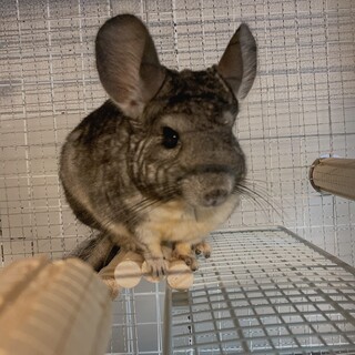 チンチラの里親募集です