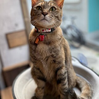 【4/23⭐堺東にて譲渡会】参加猫ノトスちゃん