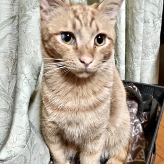 【5/28⭐️堺東にて譲渡会】参加猫こゆめくん