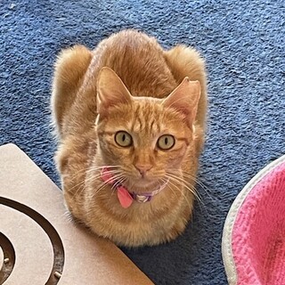 【4/23⭐堺東にて譲渡会】参加猫メイちゃん