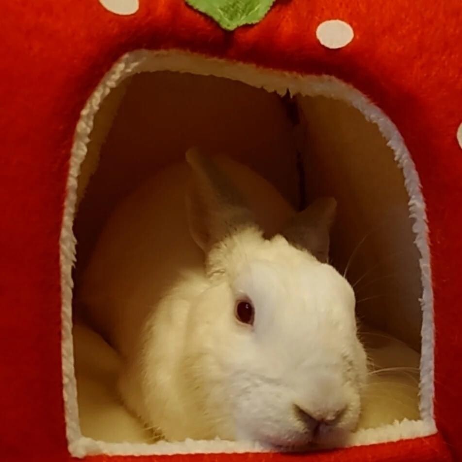 保護うさぎ　佐渡っこ汐音ちゃん サムネイル7